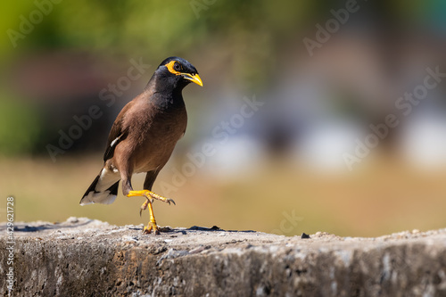 Birds or Acridotheres walk on concrete fences.