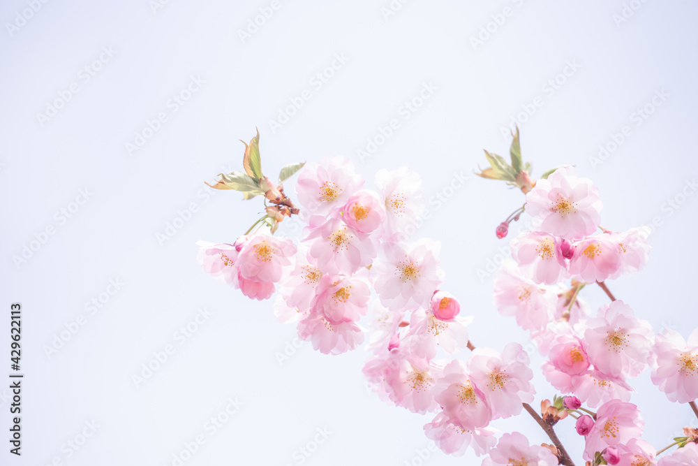 Beautiful nature scene with blooming tree. Beautiful nature scene with blooming tree.