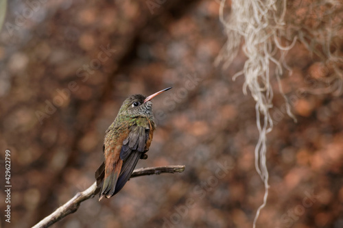 Colibri photo