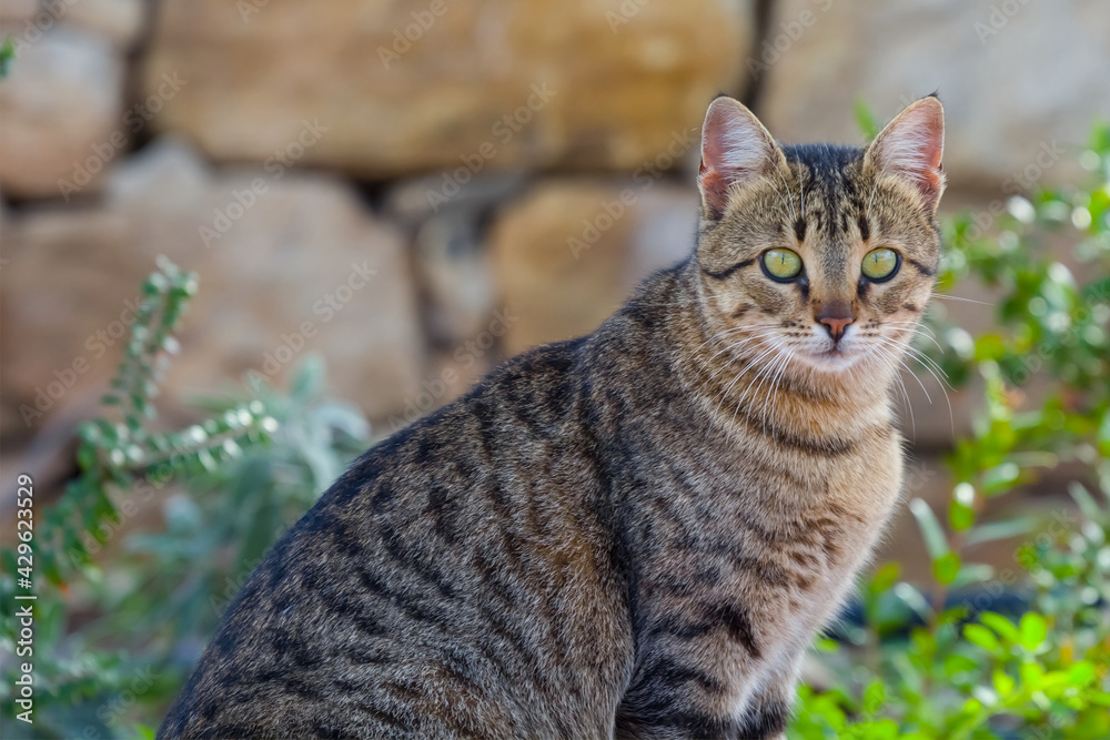 closeup domestic cat sit in garden, animal countryside scene
