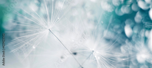 a drop of water on dandelion.dandelion seed on a blue abstract floral background with copy space close-up. banner.