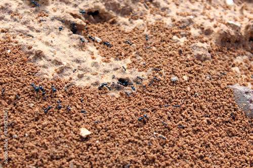 Ants. Macro photo. Termitnik. Colony of ants