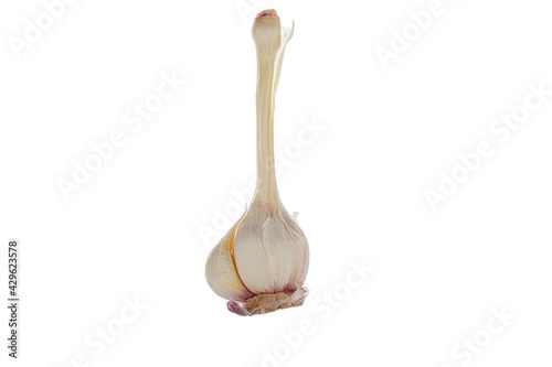 Head or bulb of fresh young garlic without some cloves isolated on white background.