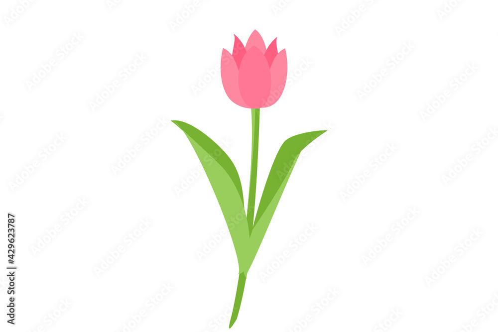 delicate pink tulip flower on white background delicate pink tulip flower on white background