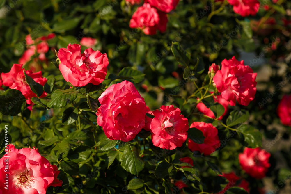 Green bush with beautiful pink rose flowers in sunlight. Springtime blossom concept. Green bush with beautiful pink rose flowers in sunlight. Springtime blossom concept.