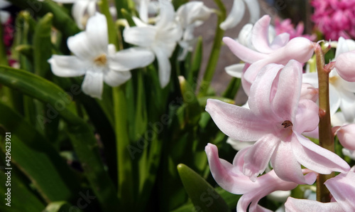 Fototapeta Naklejka Na Ścianę i Meble -  Oriental hyacinth flowers
