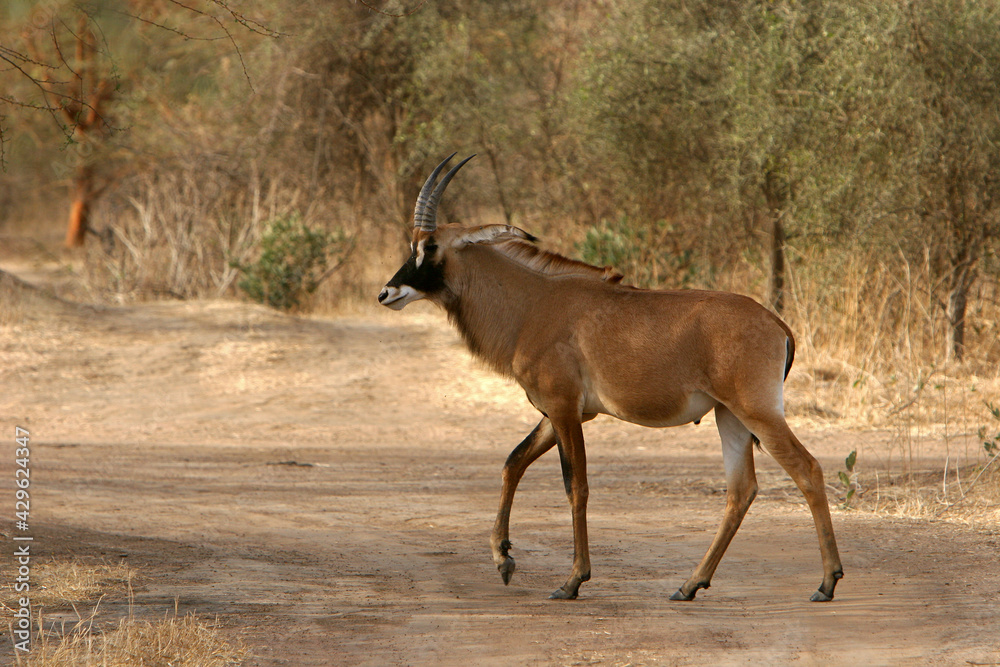 Naklejka premium Antilope rouanne (hippotragus equinus)