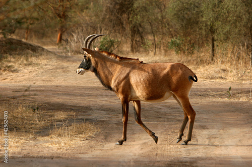 Fototapeta Naklejka Na Ścianę i Meble -  Antilope rouanne (hippotragus equinus)