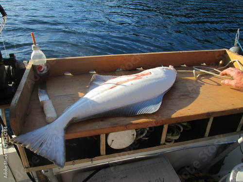 Alaska Halibut Waiting on Transom Table to Be Filleted After Being Caught Near Valdez photo