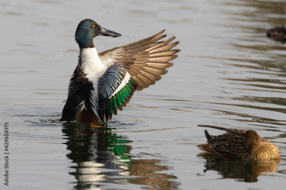 Fototapeta premium Pato cuchara