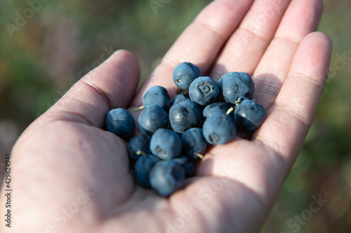 A handful of fresh blueberries. Healthy and tasty blueberry in a woman's hand