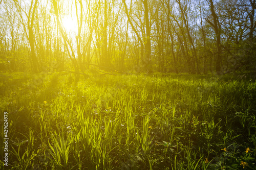 green forest glade in light of evening sun, natural outdoor spring backgroun