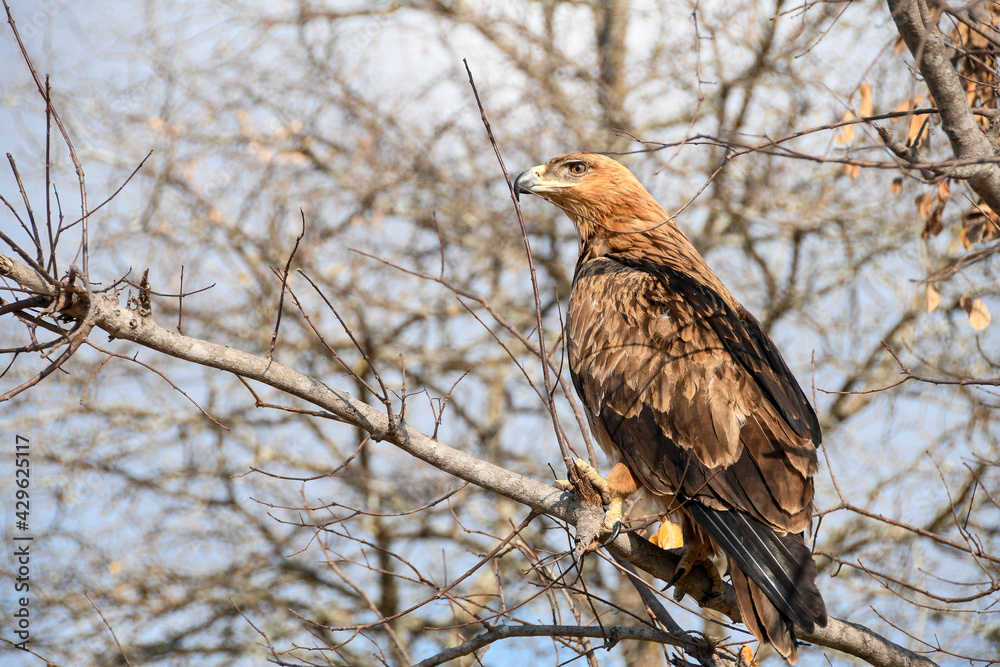 Wild Tawny Eagle on a branch in the Kruger National Park Wild Tawny Eagle on a branch in the Kruger National Park