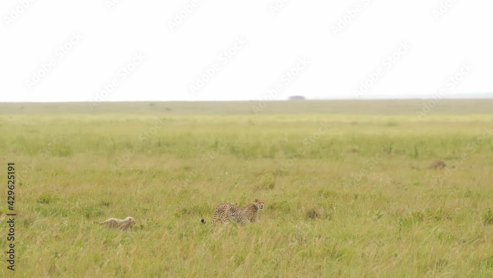 Cheetah strolling in tall grass of african savanna. Wildcat moving slowly in disguise looking for prey during hunting. Concept of wilderness, hunt, safari, predator.