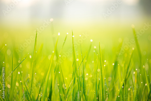 Close up of nature fresh green grass rice with drop of dews meadow in the morning (bokeh and sensitive focus.)