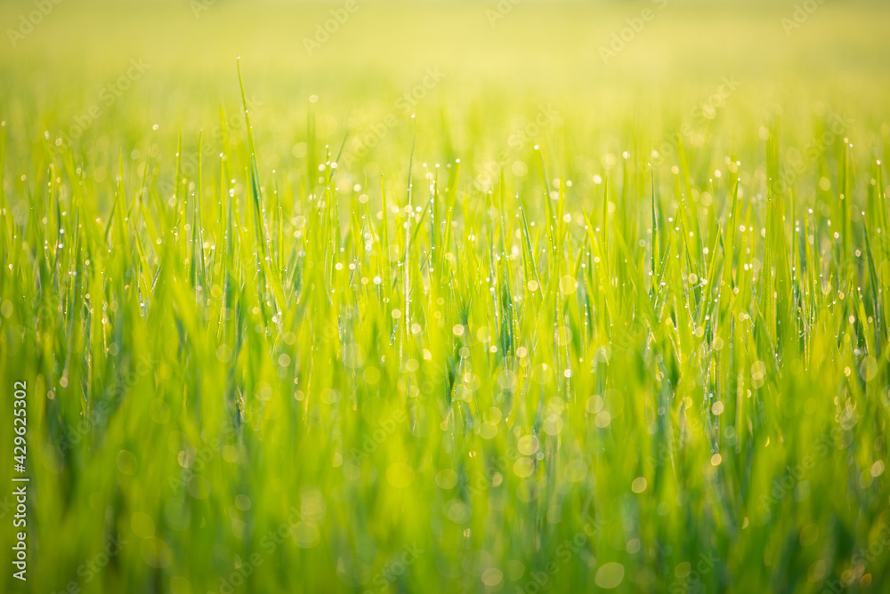 Close up of nature fresh green grass rice with drop of dews meadow in the morning (bokeh and sensitive focus.)