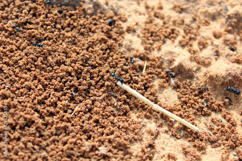 Ants. Macro photo. Termitnik. Colony of ants