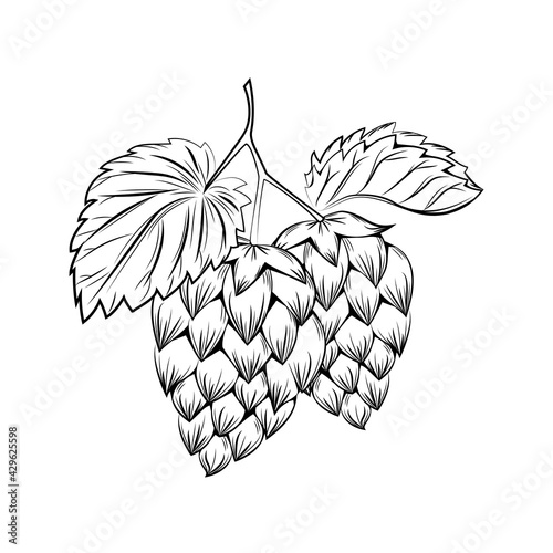 Hops branch vector. Vintage engraving style lupulus illustration.