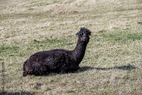 alpacka in the grass, värmdö, sverige, stockholm, sweden photo