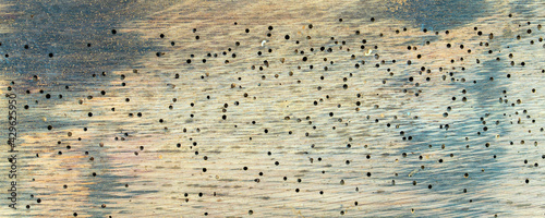 Woodworm in Infested Oak wood of a wine barrel. Seamless Background of Old wooden beam affected by woodworm with holes. Wood-eating larvae of species of beetle. Concept of treatment and detection  photo