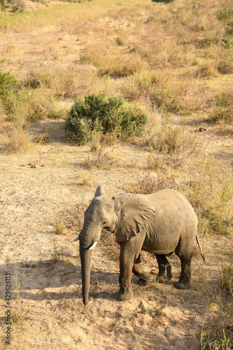 Wild elephant walking next to the Sabi river in the Kruger National Park