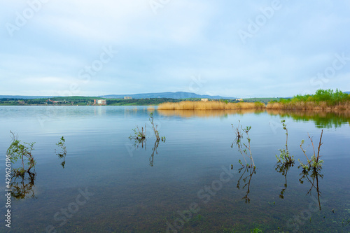 Water plants by the lake. Plants in the lake  yellow reeds on Lake