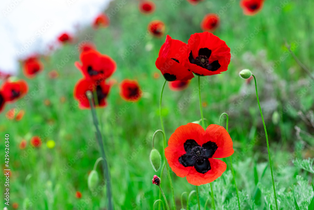 Obraz premium Red poppies field in springtime landscape, nature