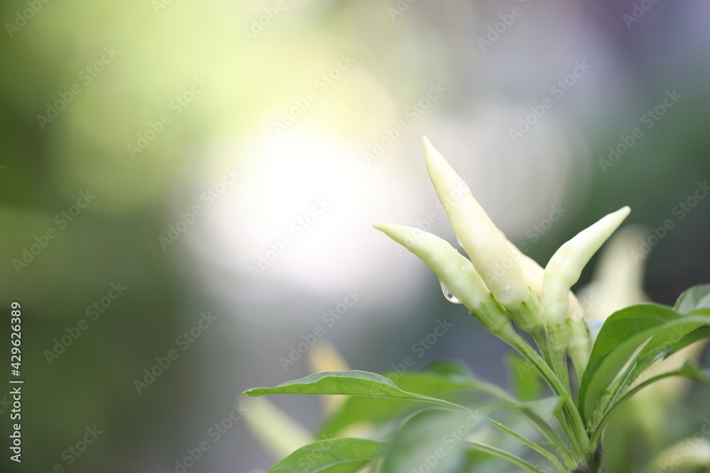 Bird's eye chili pepper plants growing Bird's eye chili pepper plants growing
