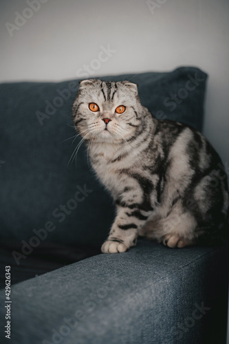 Scottish fold cat on the sofa © Татьяна Добрикова