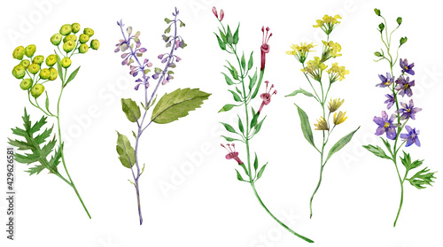 Watercolor wildflowers. Beautiful meadow flowers isolated on the white background. Long stem florals.