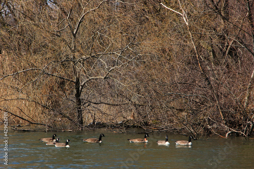 Canadian Geese on the lake