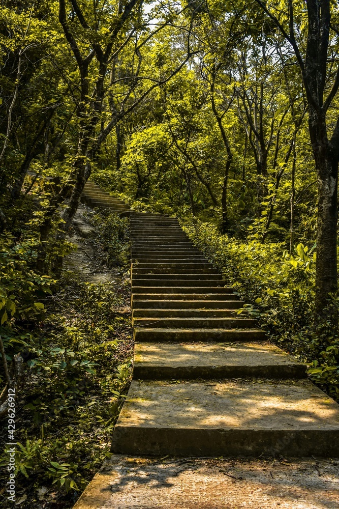 stairway to the forest