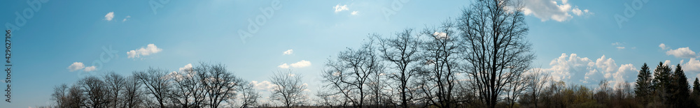 silhouettes of spring trees on a background of blue sky silhouettes of spring trees on a background of blue sky