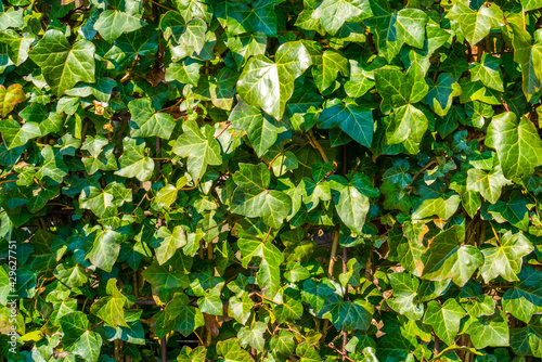 Background from Ivy leaves (Hedera helix)
