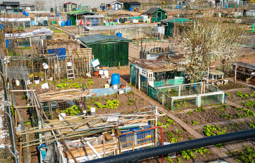 Fototapeta Overview of allotment gardens in the city