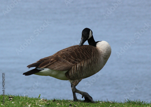 Canadian goose on the shore
