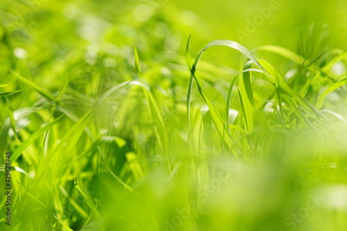 Abstract green background with fresh spring grass in sunny field.