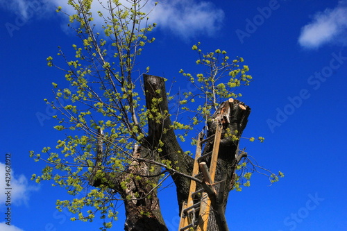 Maple tree with ladder under a blue sky