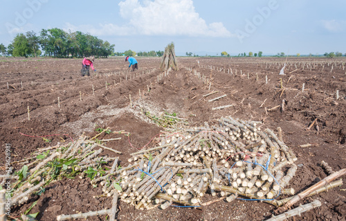 Agriculture is growing cassava from cassava fields in cassava cultivation areas of Thai farmers in rural areas.