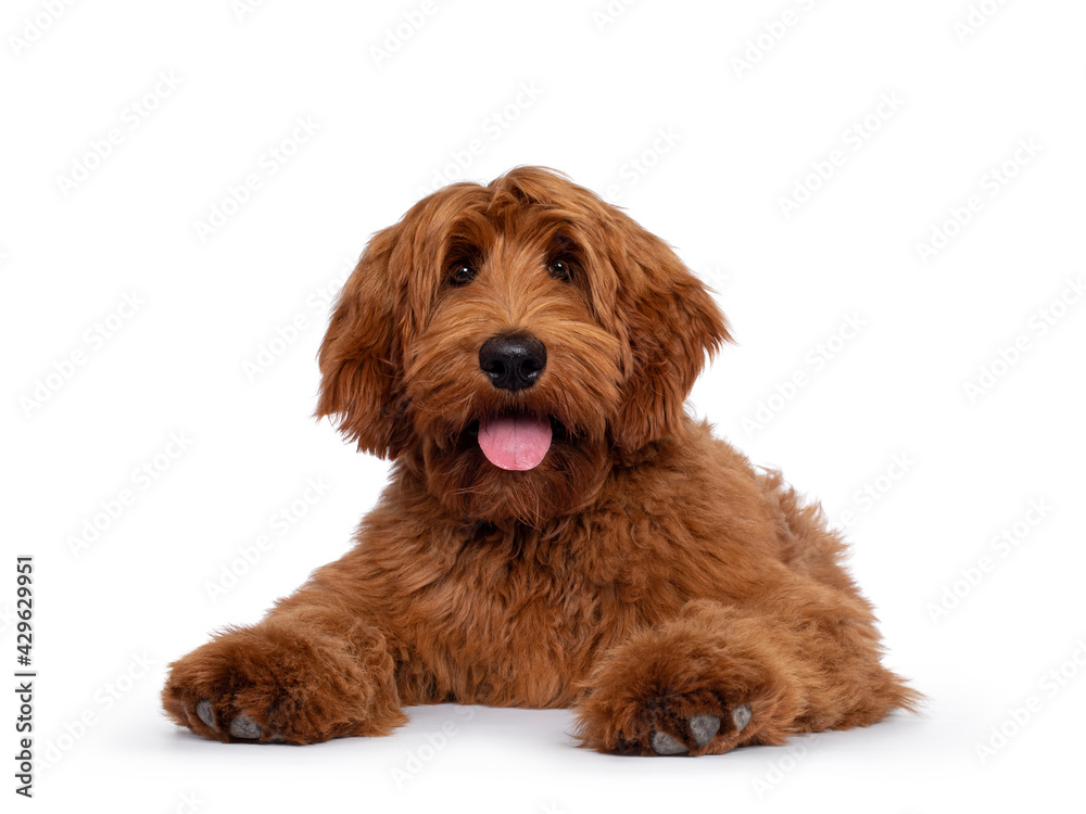 Handsome male apricot or red Australian Cobberdog aka Labradoodle, laying down facing front. Looking friendly to camera. Black nose, pink tongue out. Isolated on white background.