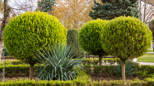 Topiary art in park design. Sheared Platycladus orientalis, also known as Chinese thuja in autumn park of resort town of Goryachy Klyuch. Close-up. Evergreen landscape park. Nature concept for design photo