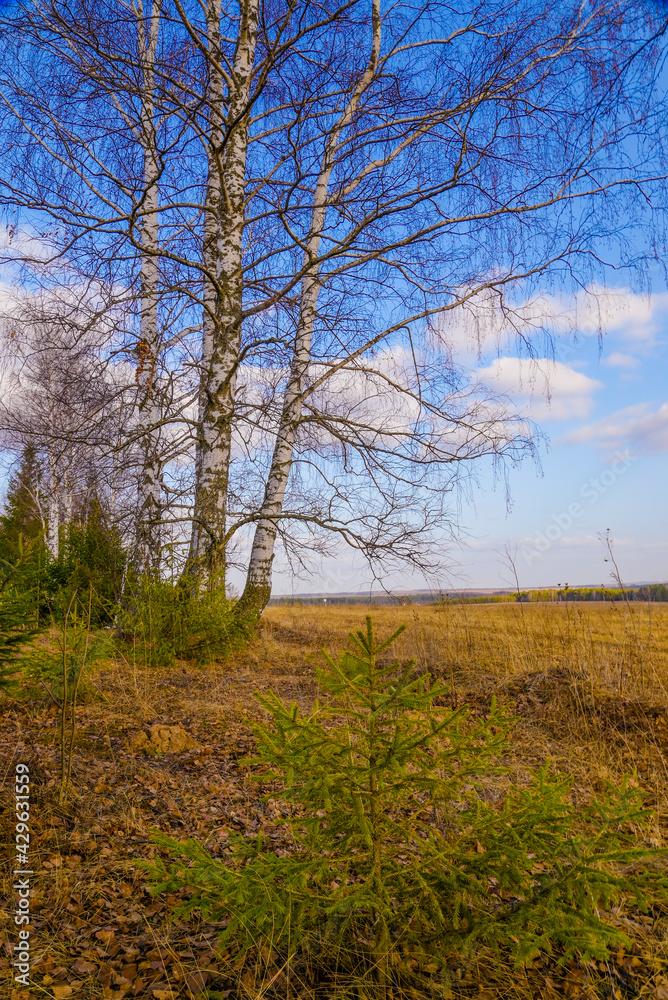 Obraz premium spring in a birch forest 