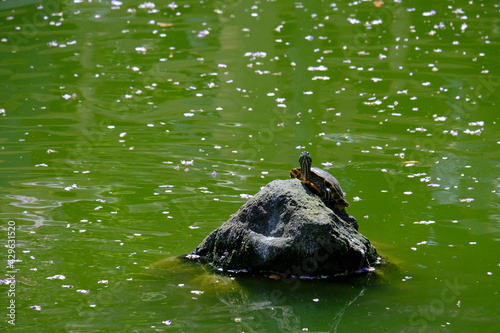 カメ(Turtle) photo