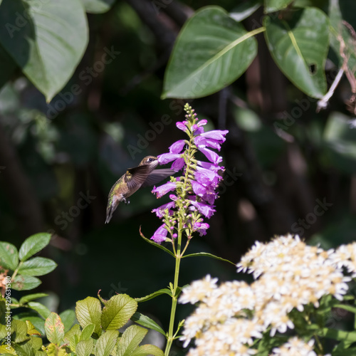 Ruby-throated hummingbird feeding from a large purple flower at Fletcher Wildlife Garden in Ottawa, Canada