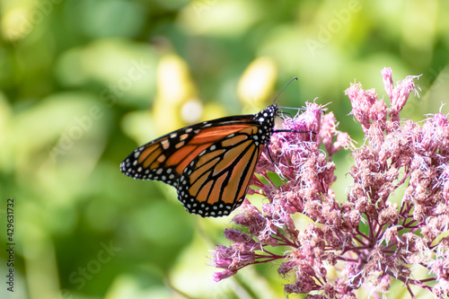 Monarch butterfly (Danaus plexippus) feeding on a pink flower in a garden, with a blurred green background © Karen Hogan