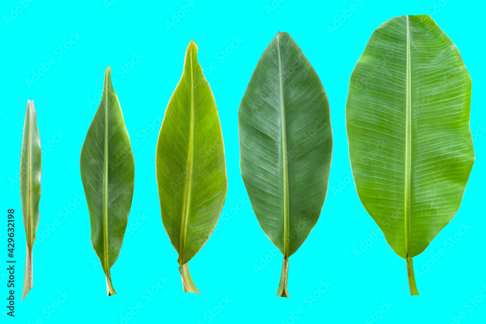 Banana Evolution Visual The evolution of banana leaves from small to large on blue background ...