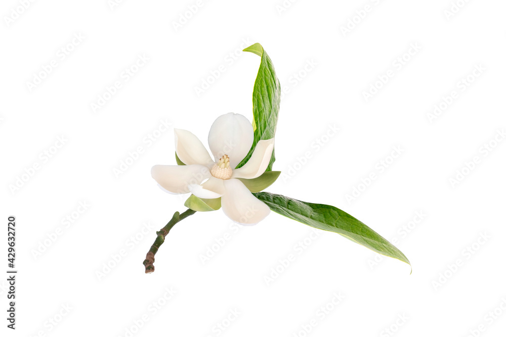 White magnolia flower (Magnolia grandiflora) on isolated white background, with clipping path.