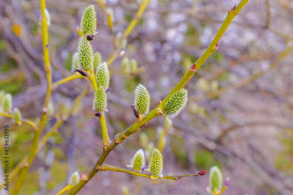 spring buds of willow spring buds of willow