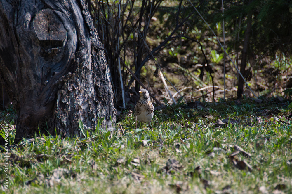 A funny and curious fieldfare or Turdus pilaris has flown into the spring sunny garden and, spreading its spotted gray-beige chest, is carefully watching. A funny and curious fieldfare or Turdus pilaris has flown into the spring sunny garden and, spreading its spotted gray-beige chest, is carefully watching.