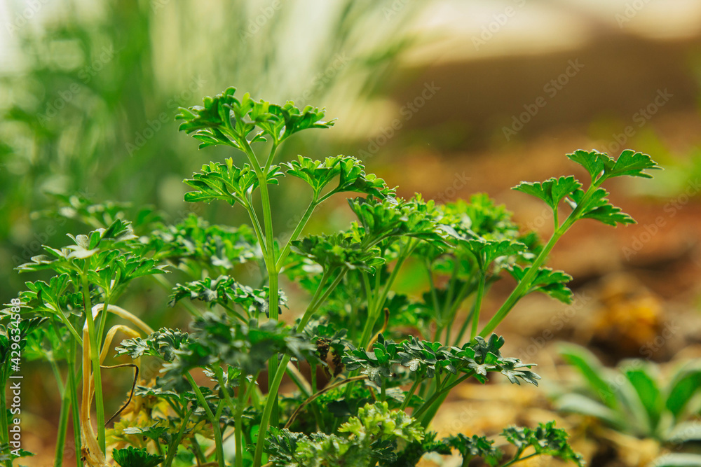 young green grass grows in the open field in the garden. Seedling greenery close-up. Lawn in macro young green grass grows in the open field in the garden. Seedling greenery close-up. Lawn in macro